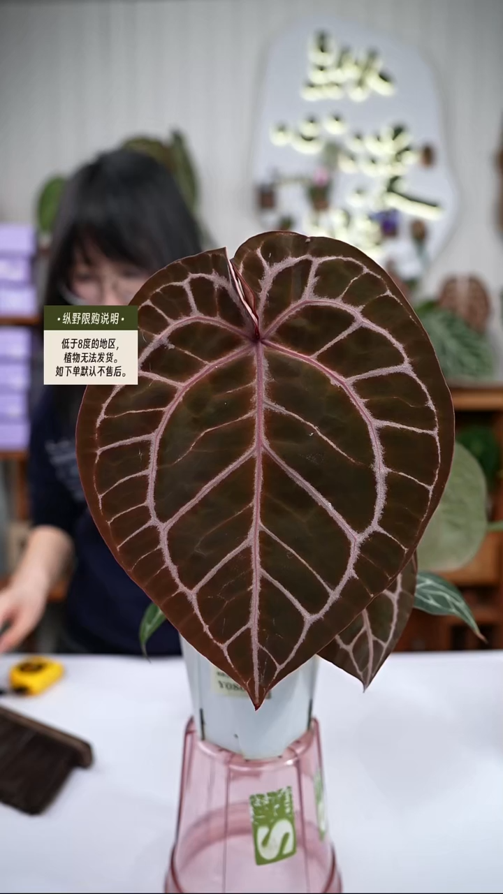 完全开放Y86红水晶杂