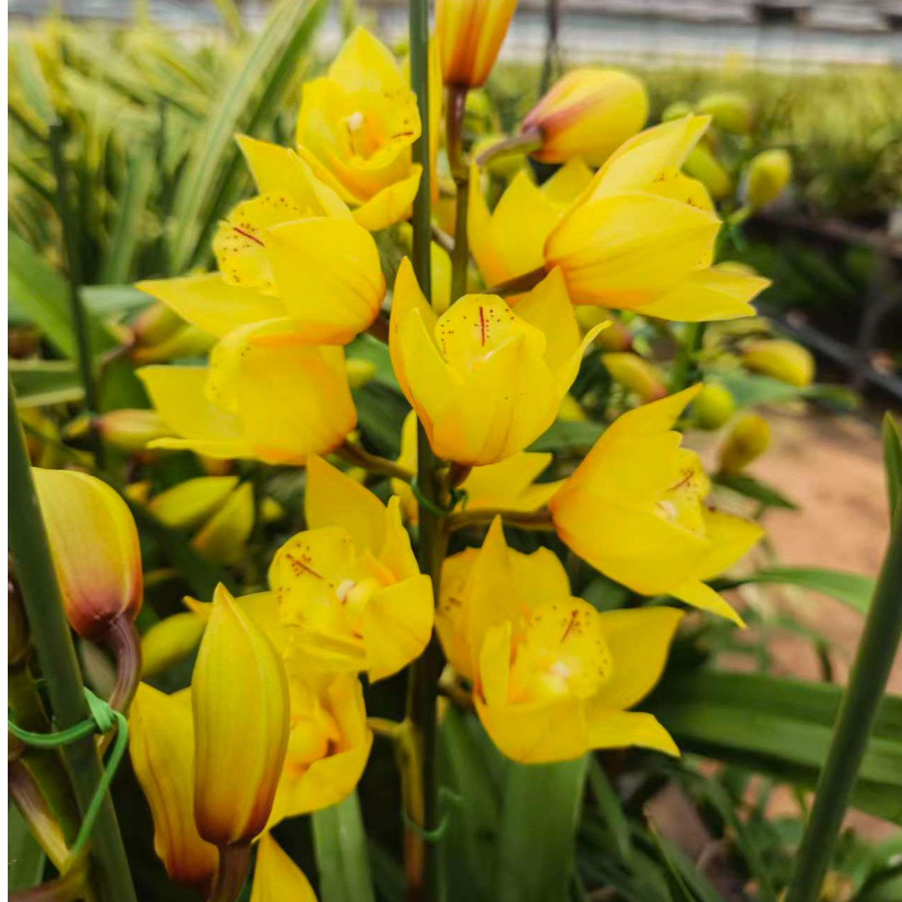 耐寒易活大花蕙兰室内兰花盆栽有香味