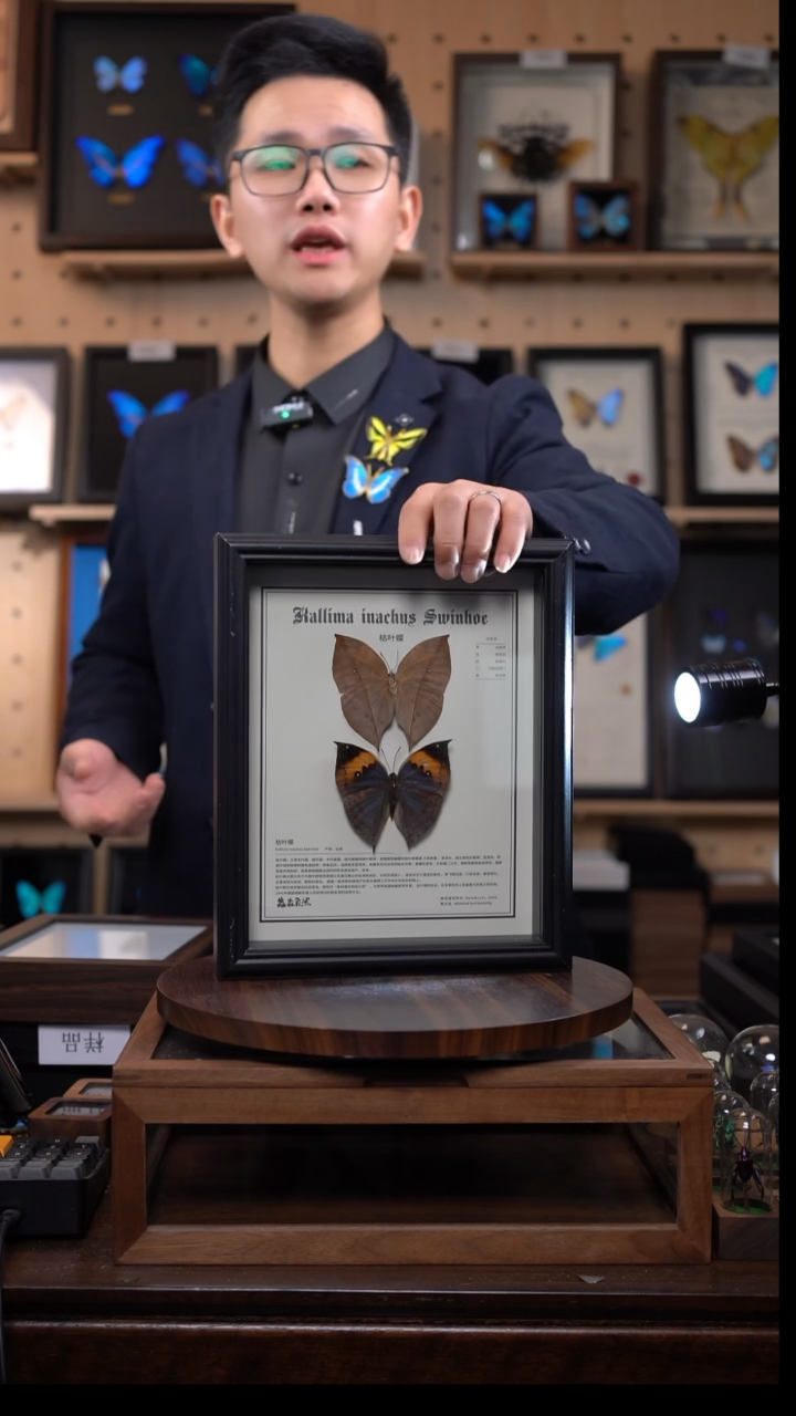 枯叶蝶正反两只中文版10寸欧式框