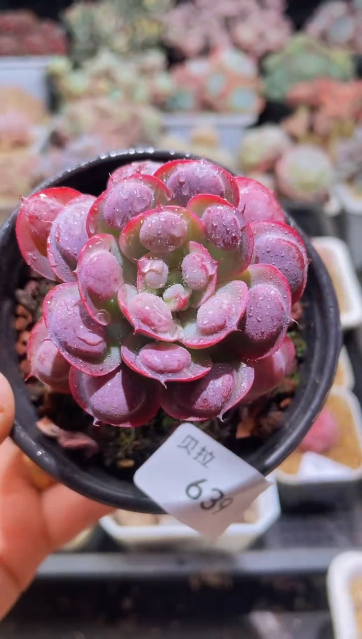 【闪购商品】639雨滴