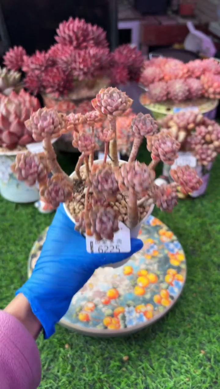昆明印象多肉6225