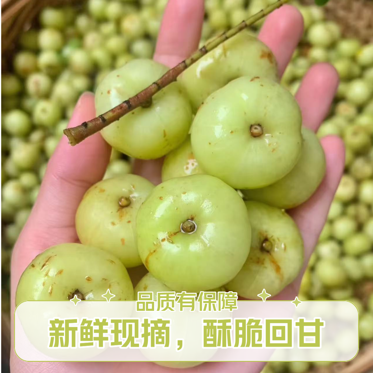 潮汕特产本地种植油柑酥脆回甘新鲜采摘潮汕油柑广东省