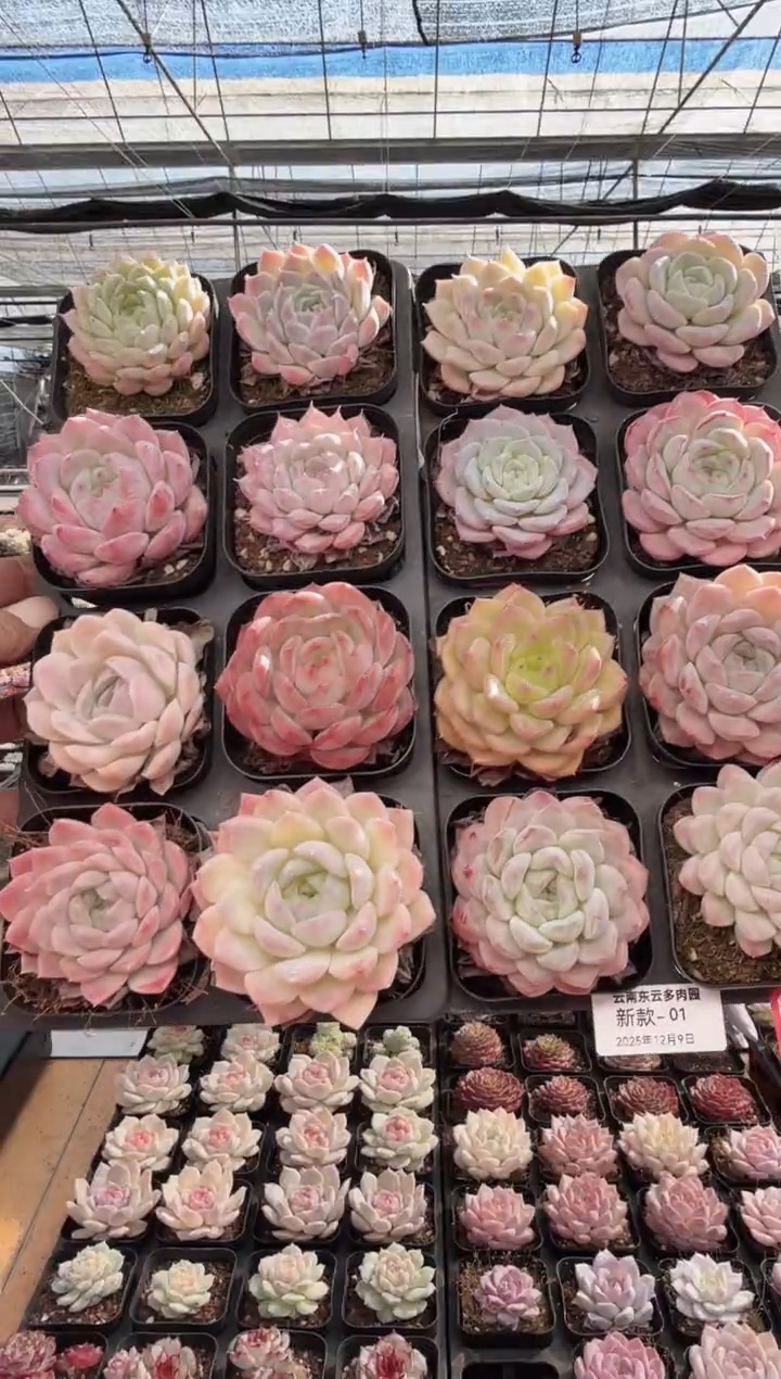 东云多肉园新款-01