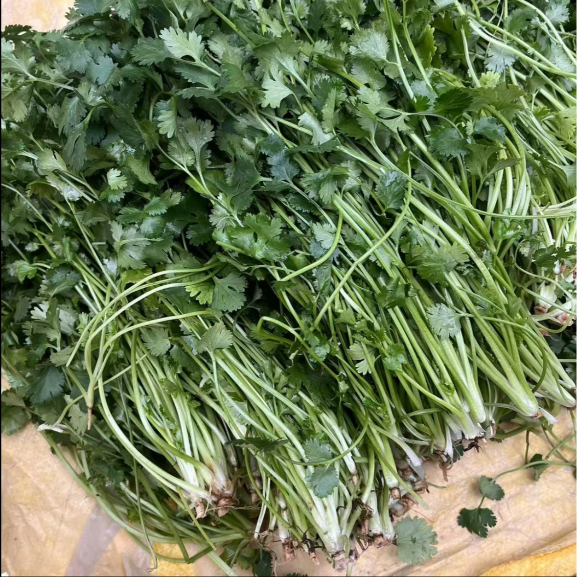 【村支书姚其飞】当涂农家香菜芫荽新鲜采摘