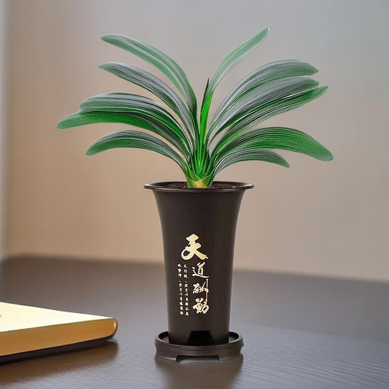 【带盆君子兰】室内花卉好养绿植桌面四季常青实拍图发苗图往右拉