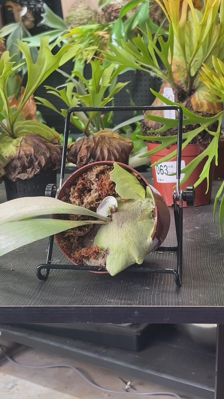 完全开放立叶绿侧芽