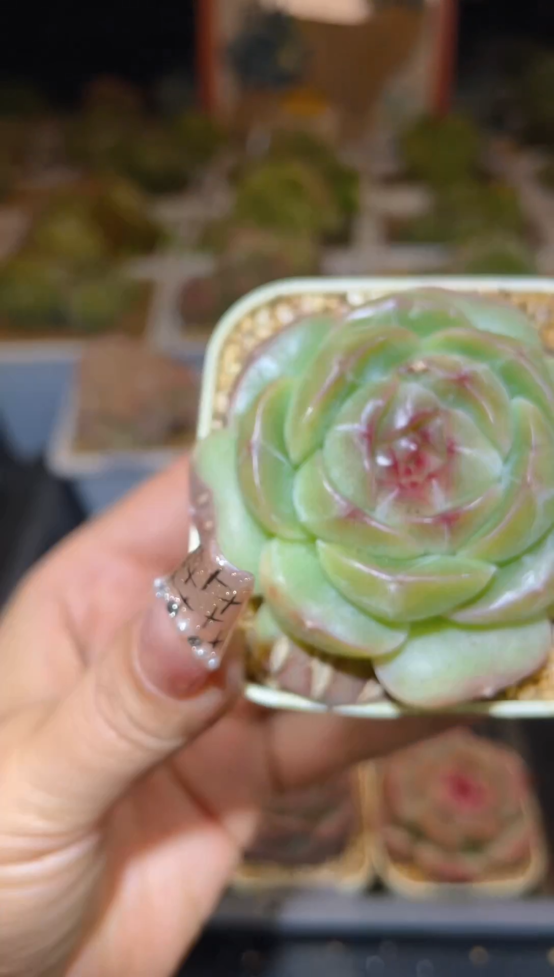 【闪购商品】257珍妮