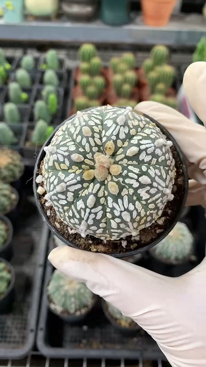 一物一拍 中号星兜 带盆发