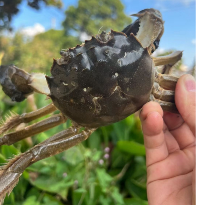 【顺丰快递】活蟹江苏大闸蟹组合 公3.3-4.2两 母2.3-3.1两 各四只 