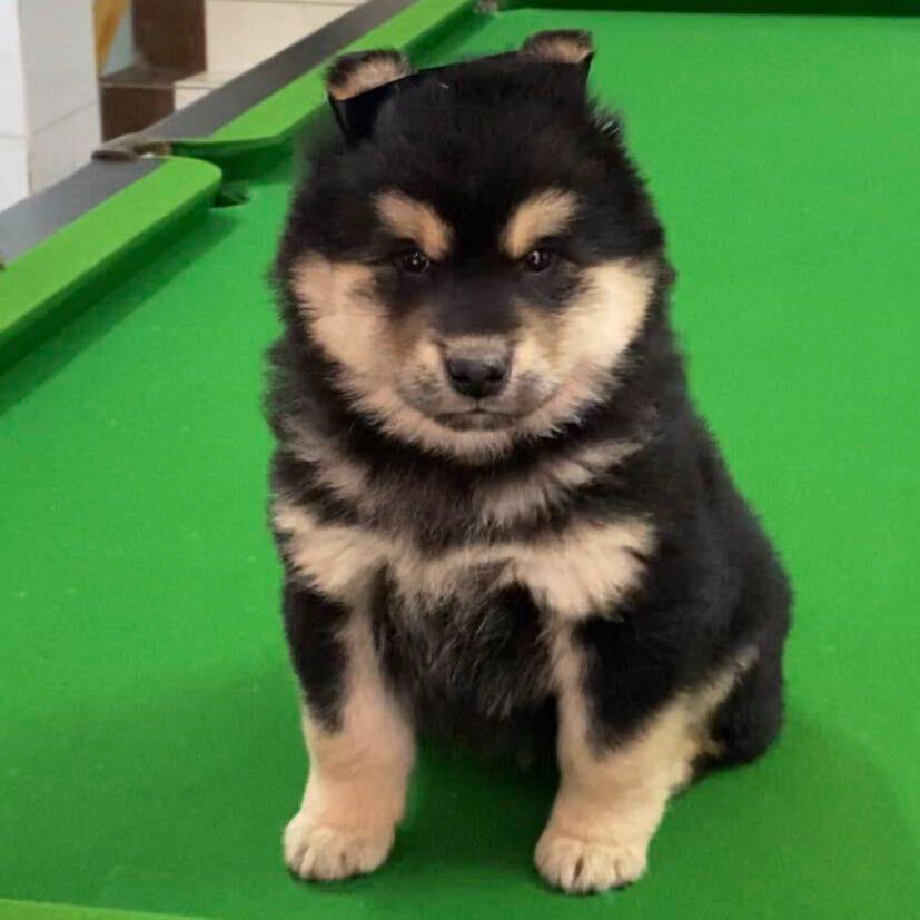 程哥中华田园土松土猎  幼犬活体狗狗链接