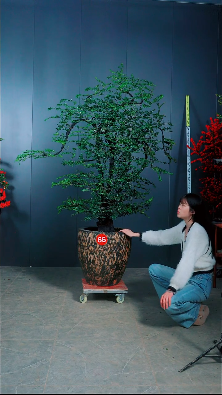 无花朵蒋*锋广东的小叶紫檀.66号