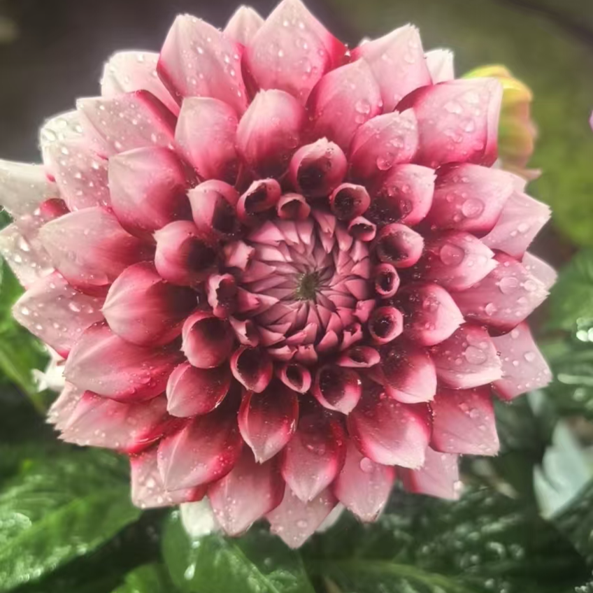 （牛奶咖啡）小丽花盆栽大花品种适合客厅阳台桌面摆放