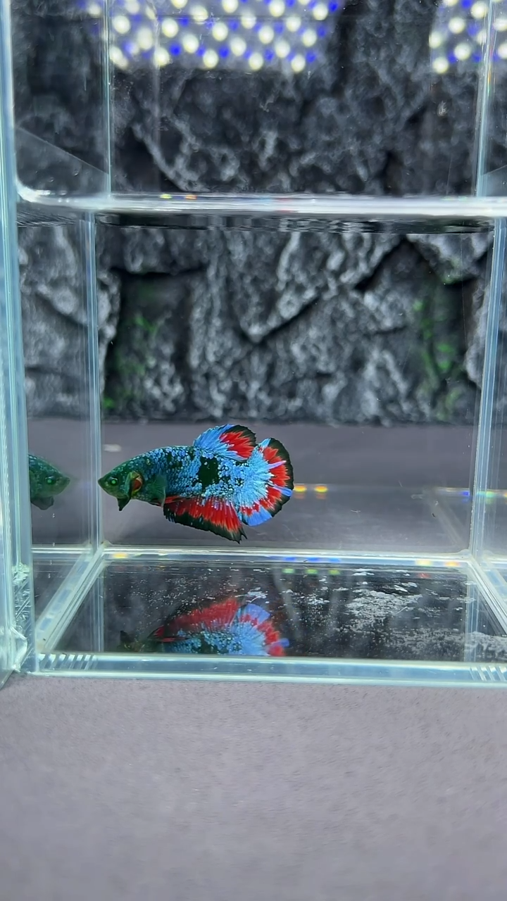 斗鱼竞拍链接S003