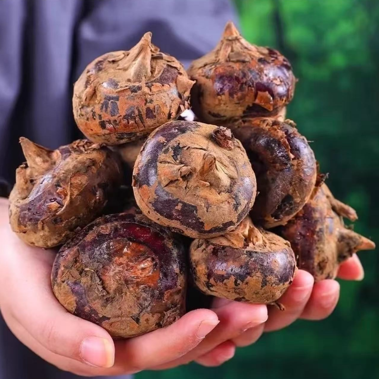 湖北农家马蹄脆甜多汁现挖现发荸荠