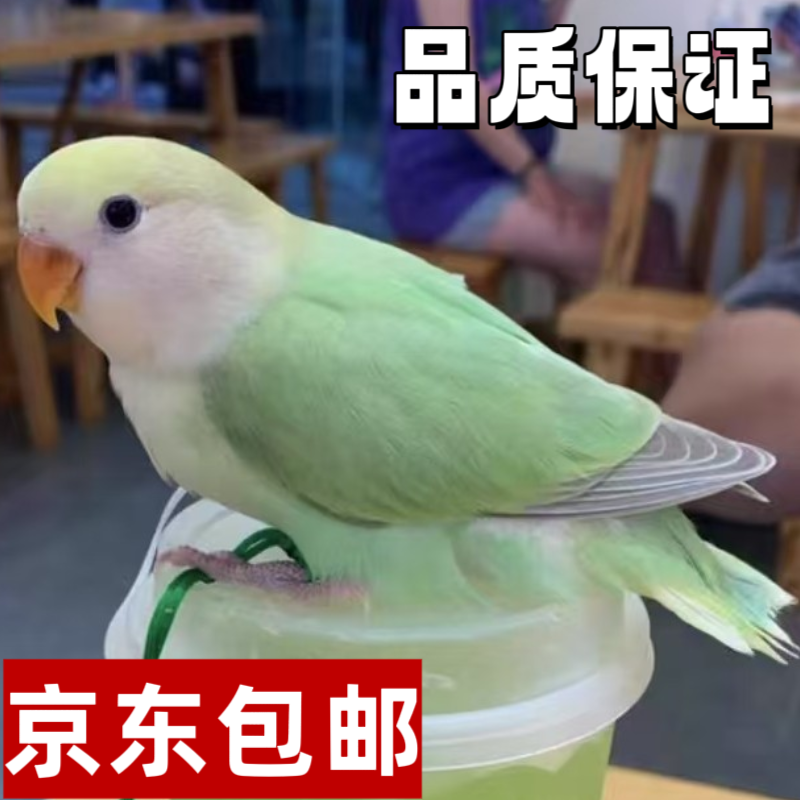 鹦鹉活体亲人手养牡丹鹦鹉（一物一拍）