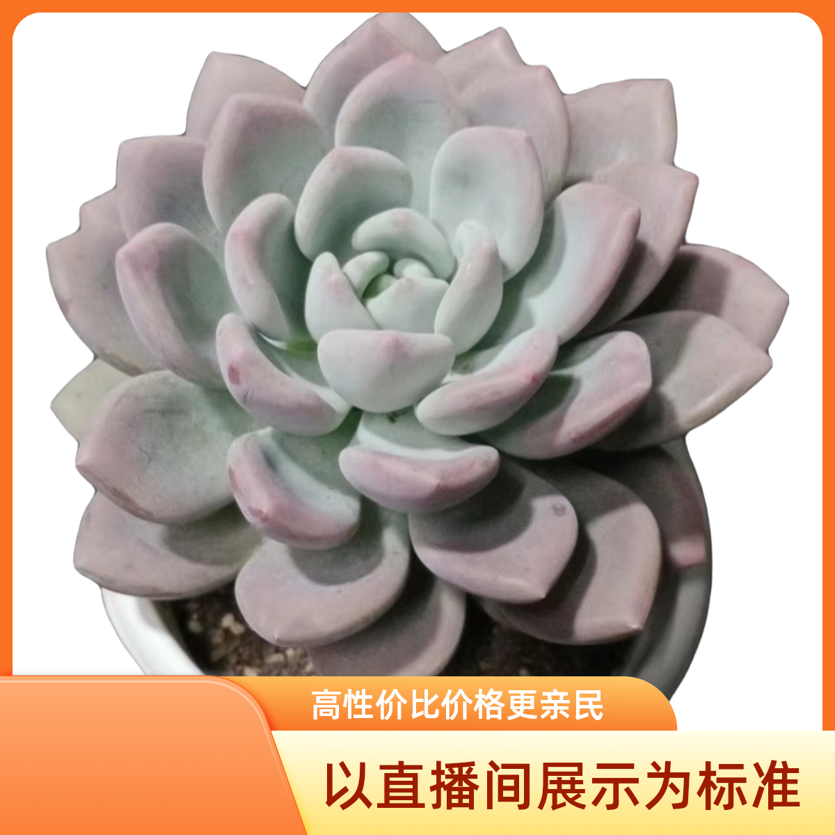 奥普琳娜多肉(九块九包邮 ） 以直播间为标准                    