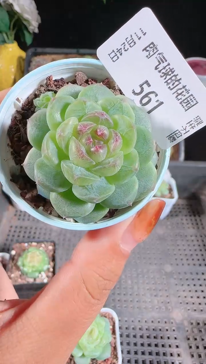 1124-561p3-9群生不包整