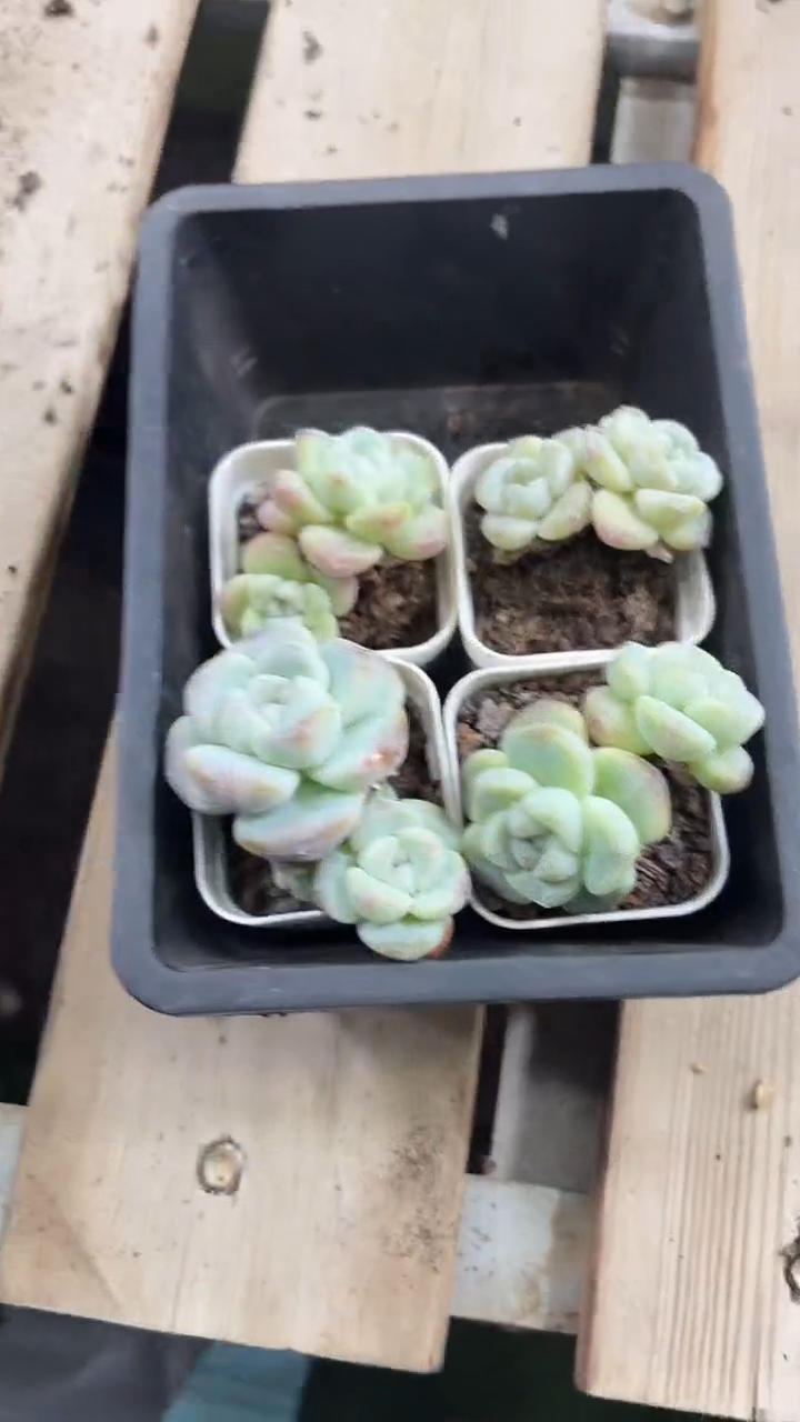 35号到手1框-江北多肉