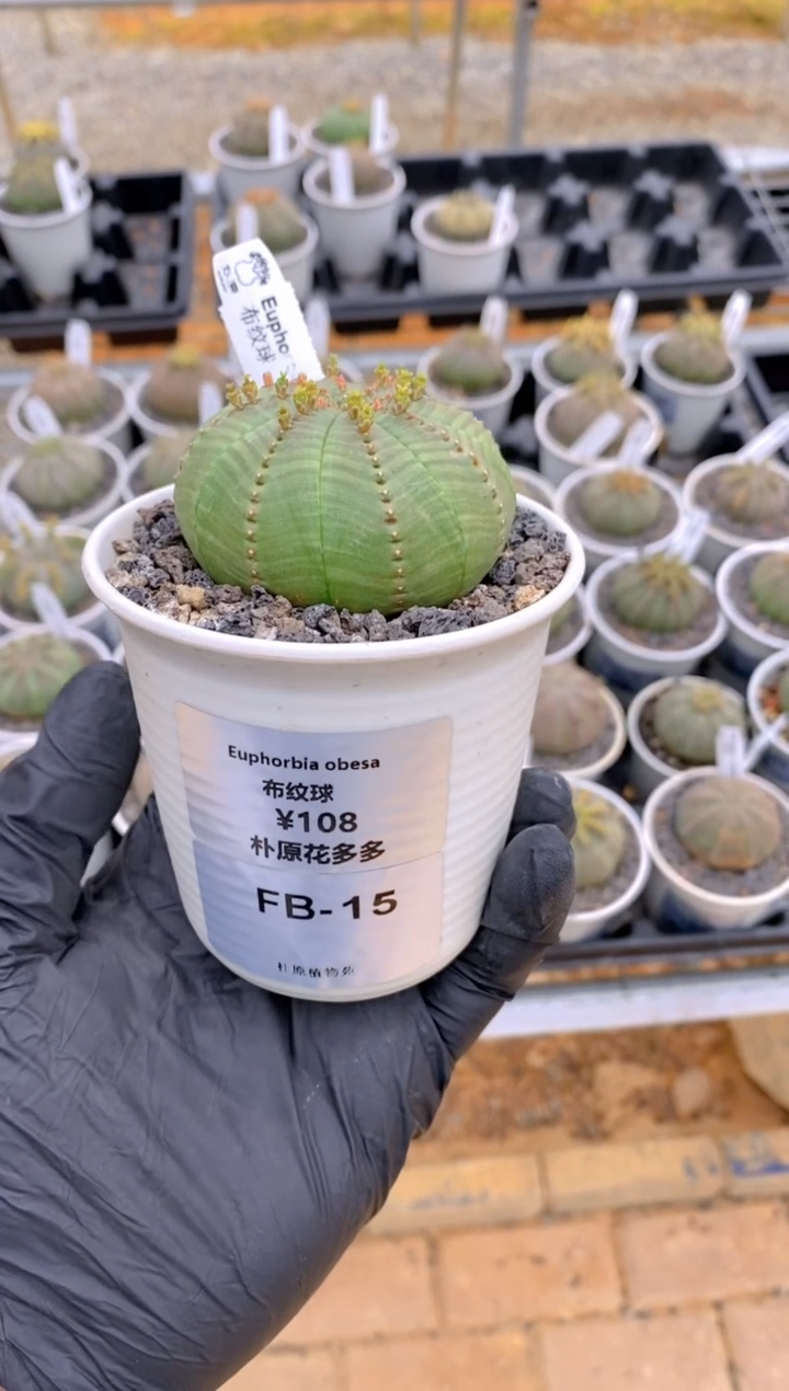 【闪购商品】布纹球FB-15