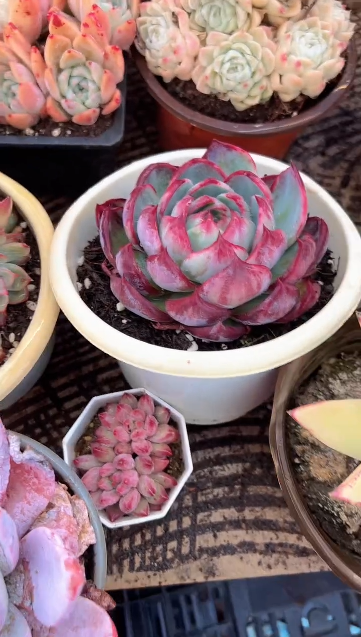 好****?多肉植物一物一拍21373