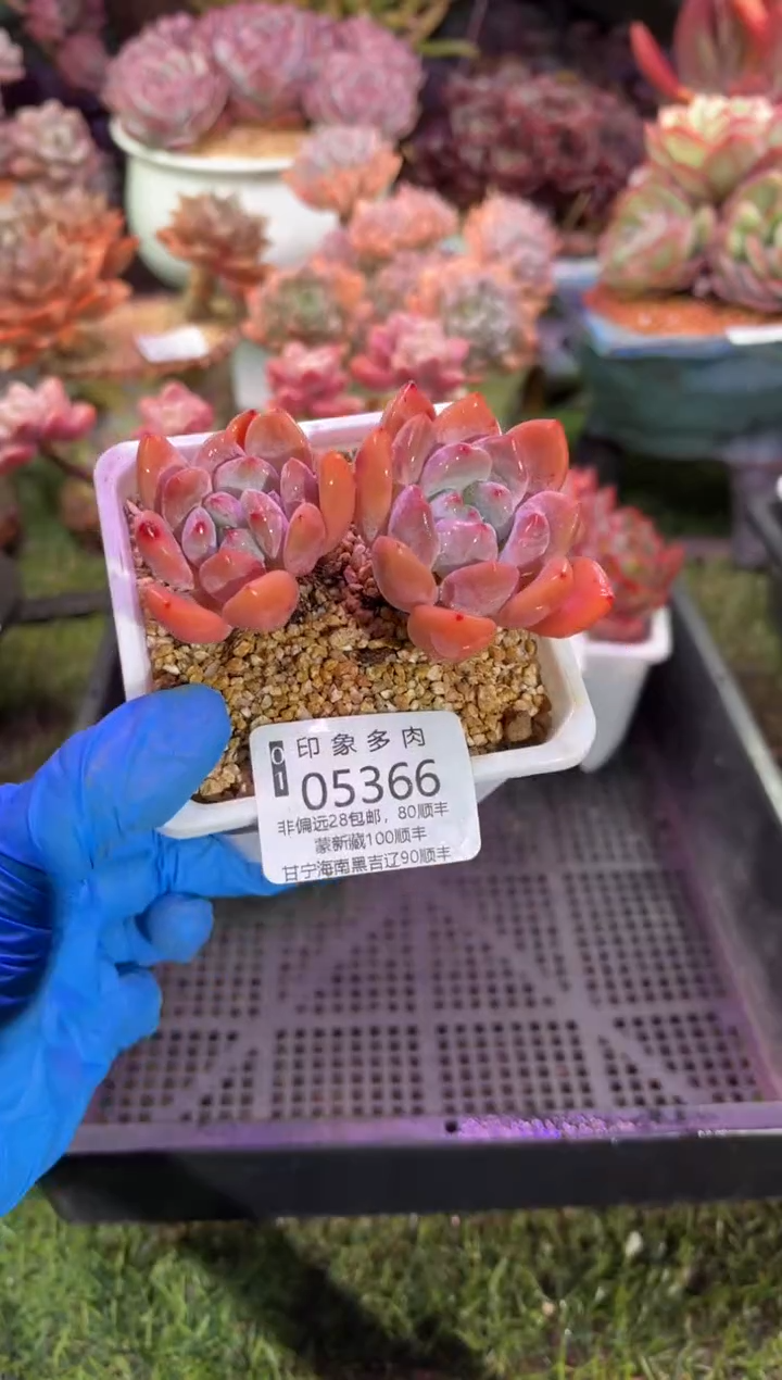 【闪购商品】05366