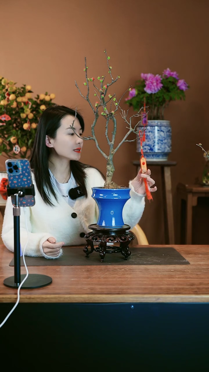 【闪购商品】盆景海棠花