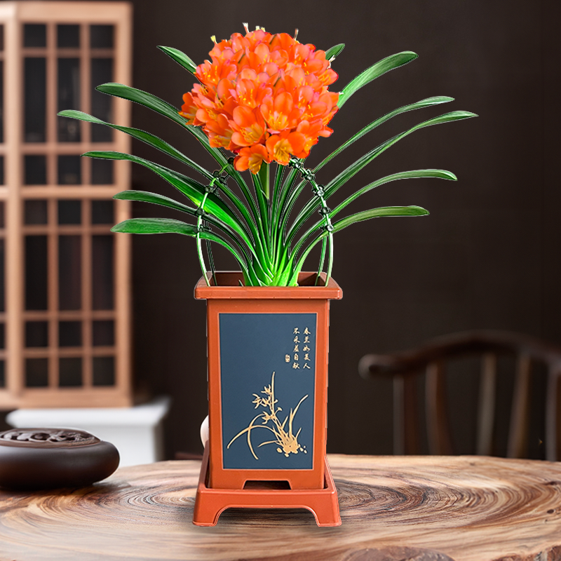 【圆头和尚 5年君子兰 精品A货带盆带土】室内高档盆栽花卉四季常青