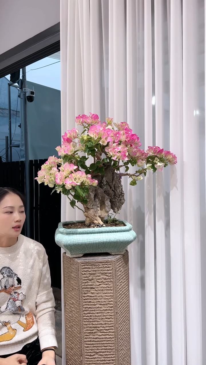 全部花朵牙****室三角梅老桩盆景