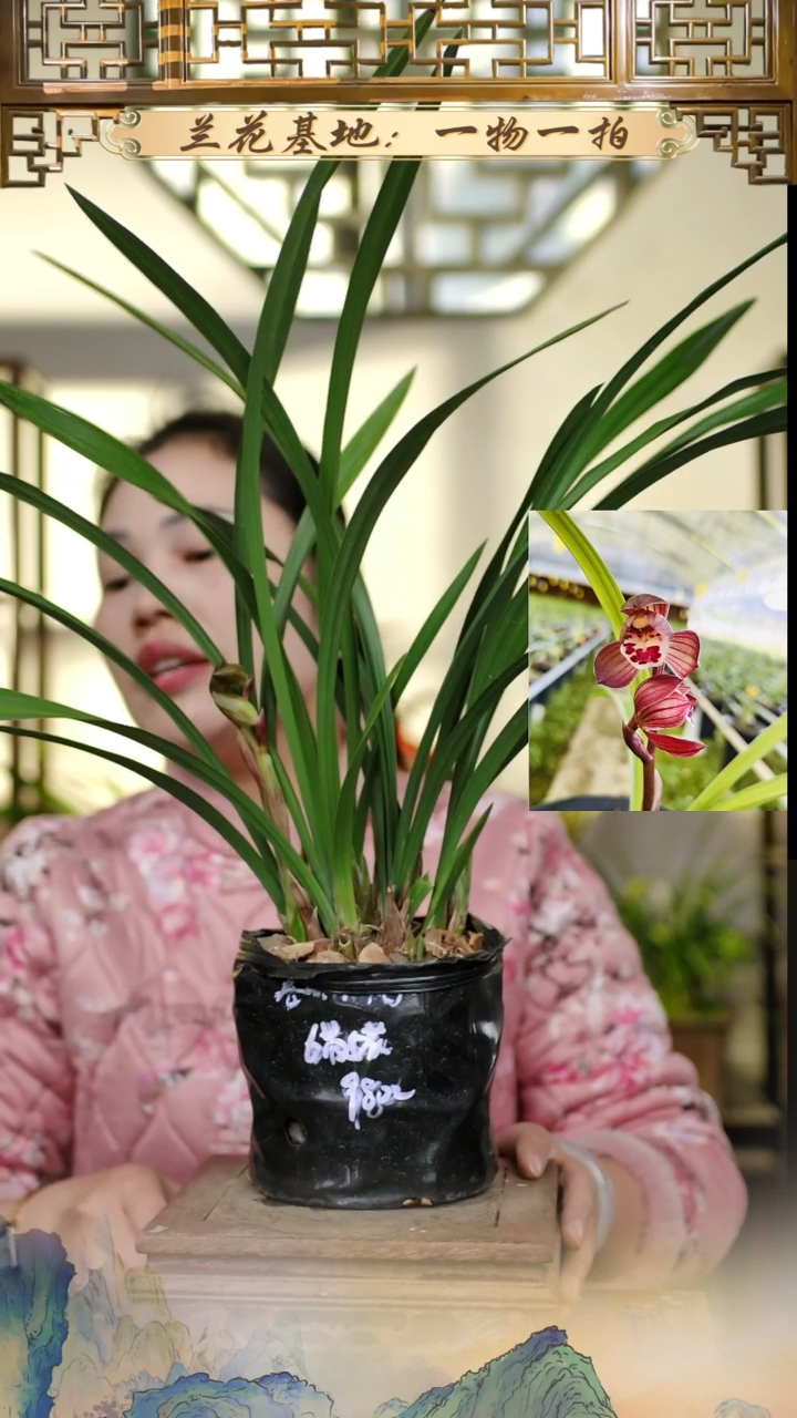 全部花苞春剑红荷