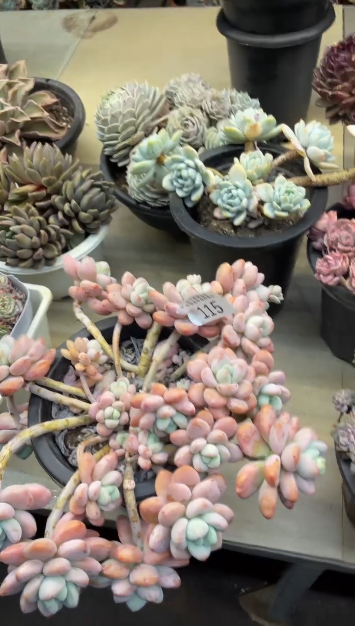 【闪购商品】115洛神