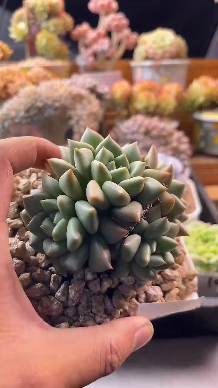 8.26-12黄金象牙捧花112221111111