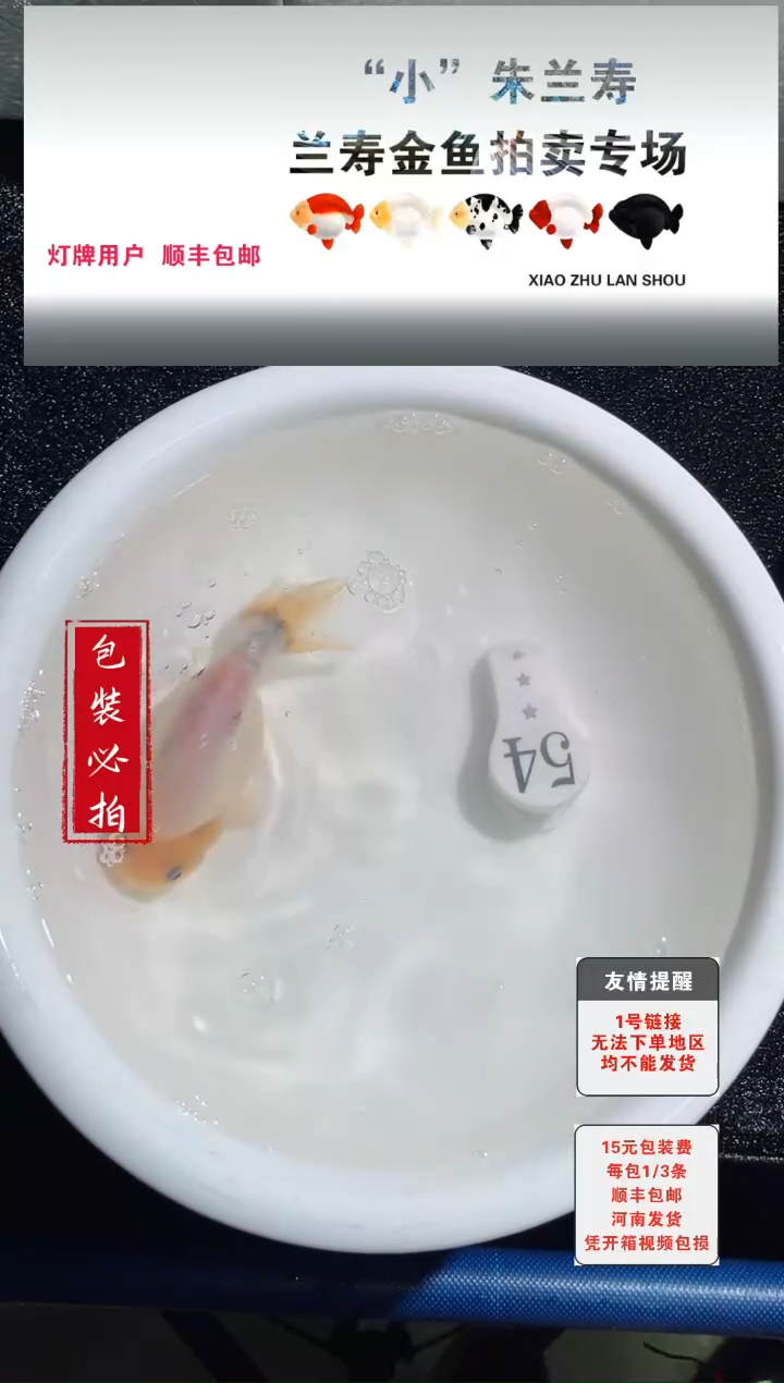 金鱼没拍包装顺丰到付1~3条每包54号
