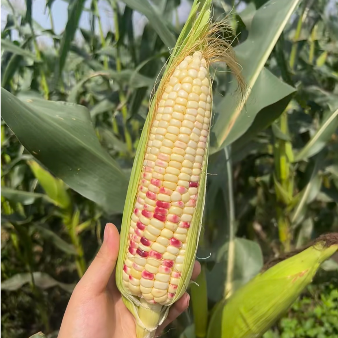 【现摘现发】南汇头茬花糯玉米 香甜软糯鲜甜可口有坏必赔 顺丰包邮送货上门 带箱发货2斤~9.5斤云南省