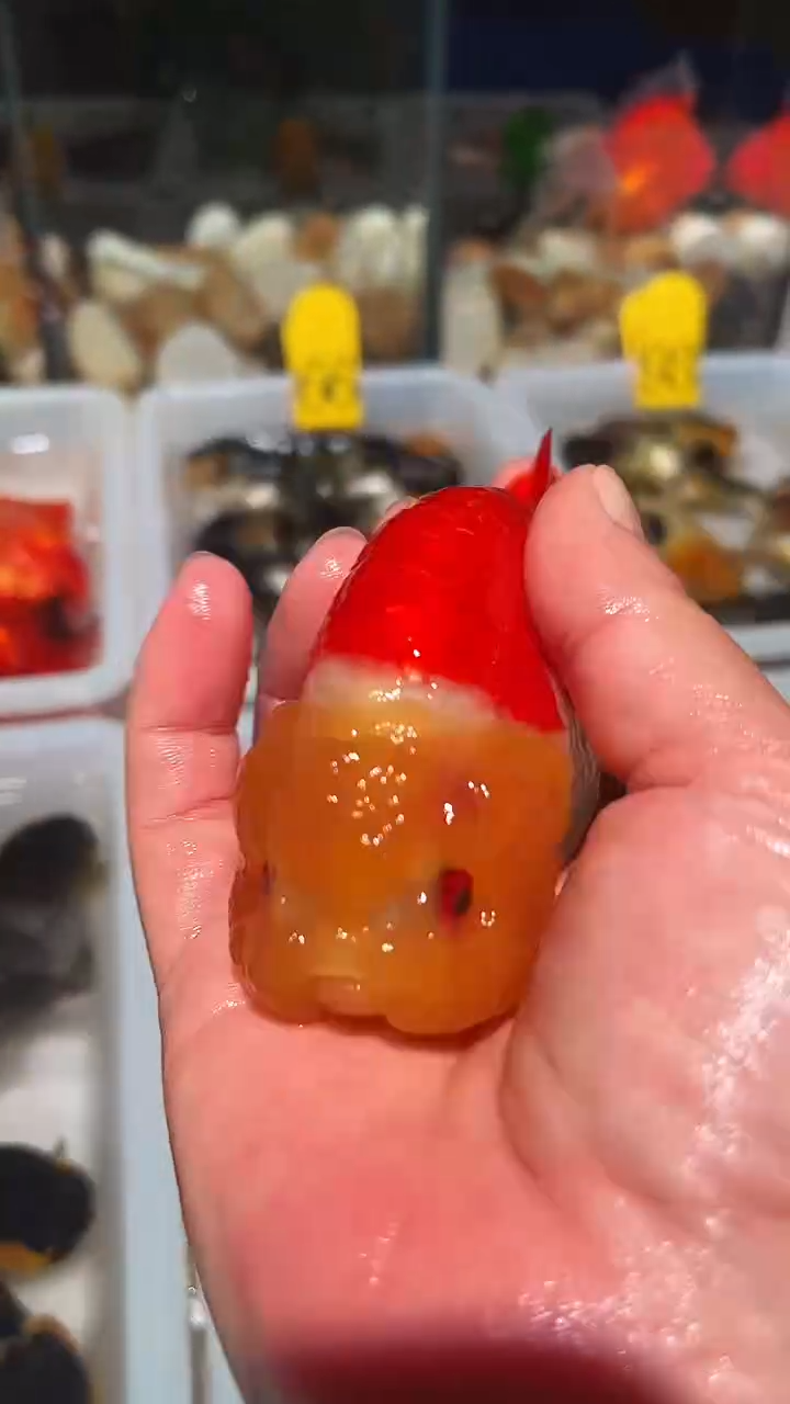 金鱼观赏鱼闪购一号