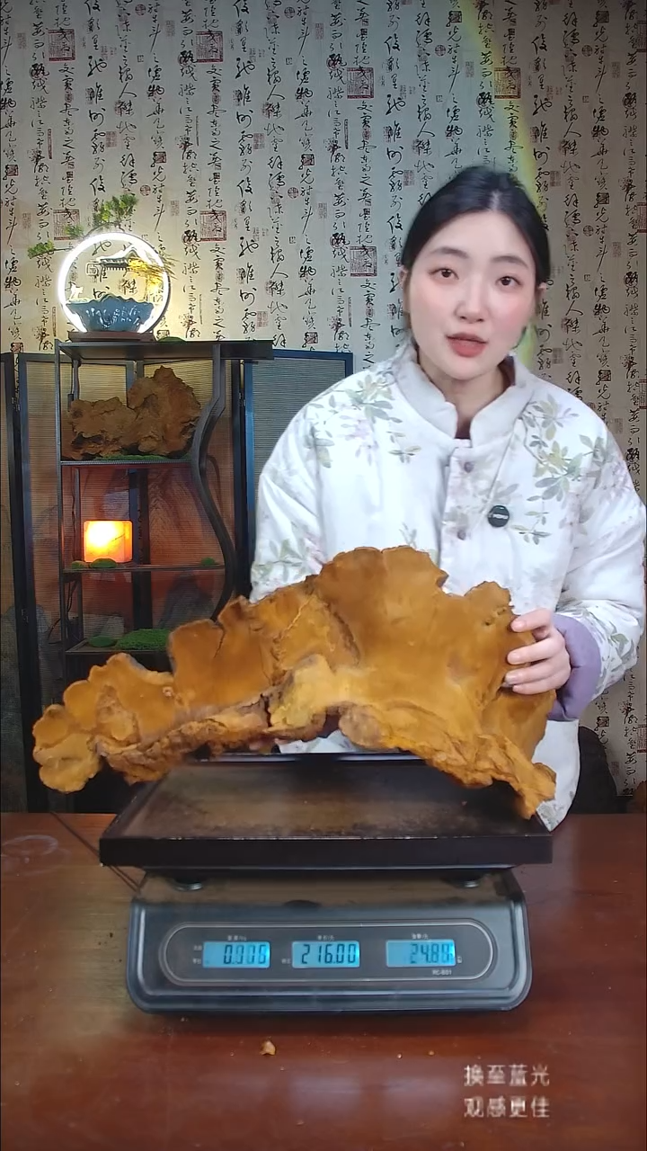 松针层孔菌中国大陆【藏区野生】松树桑黄（4.87斤）50-60年份