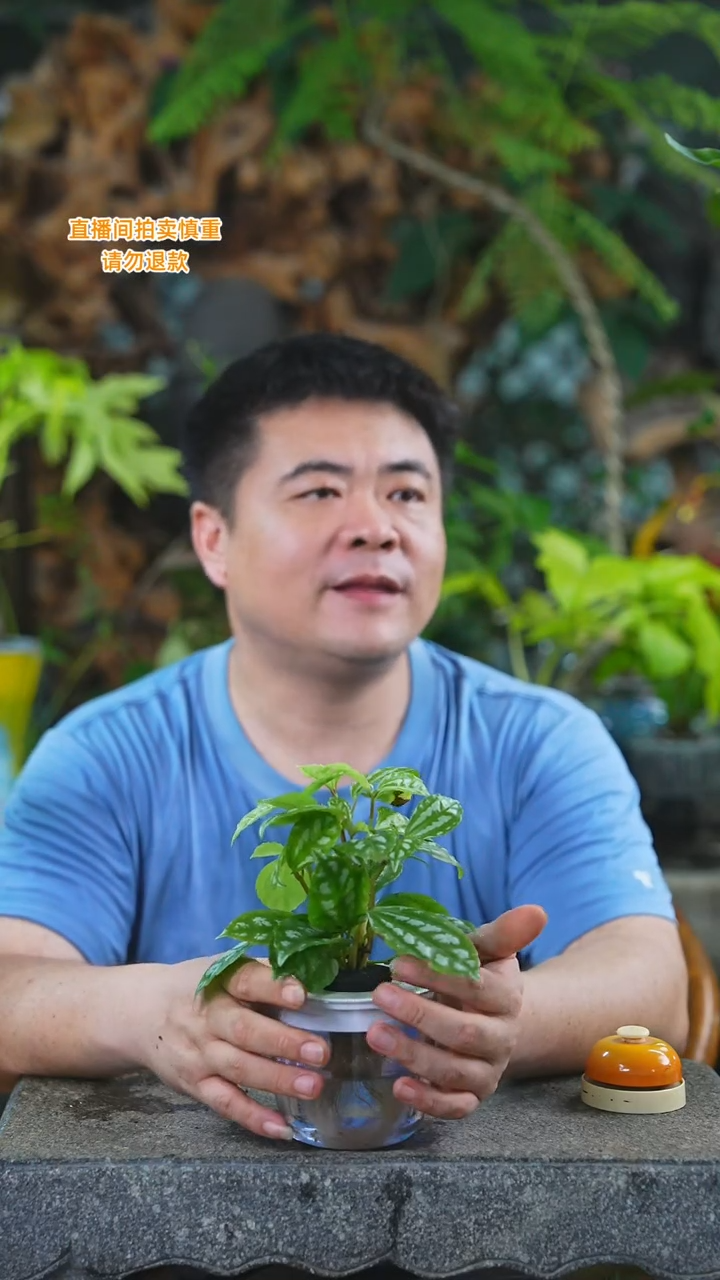 当前无花栽培后可以开花冰水花391HT