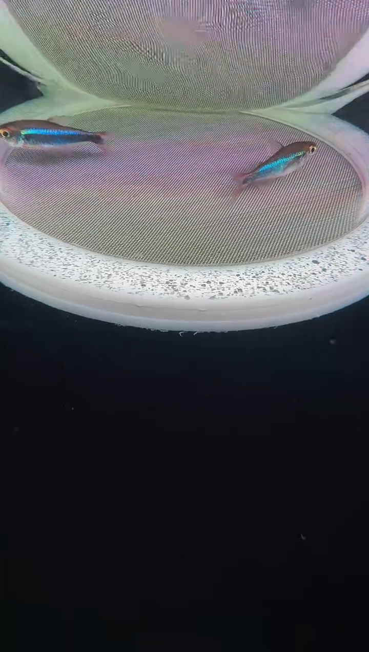 灯科鱼?**干D29-21号超红3.5cm+（不包黑点） 【2】条