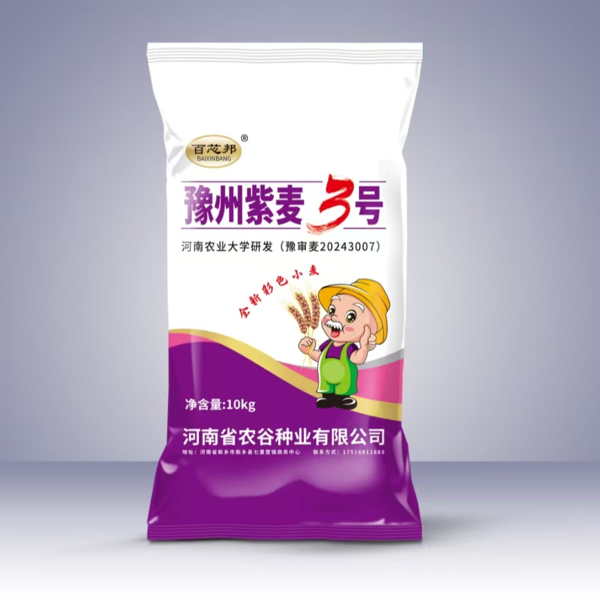 豫审【豫州紫麦3号】河南农业大学研发抗病抗旱耐旱抗倒伏 含花青素