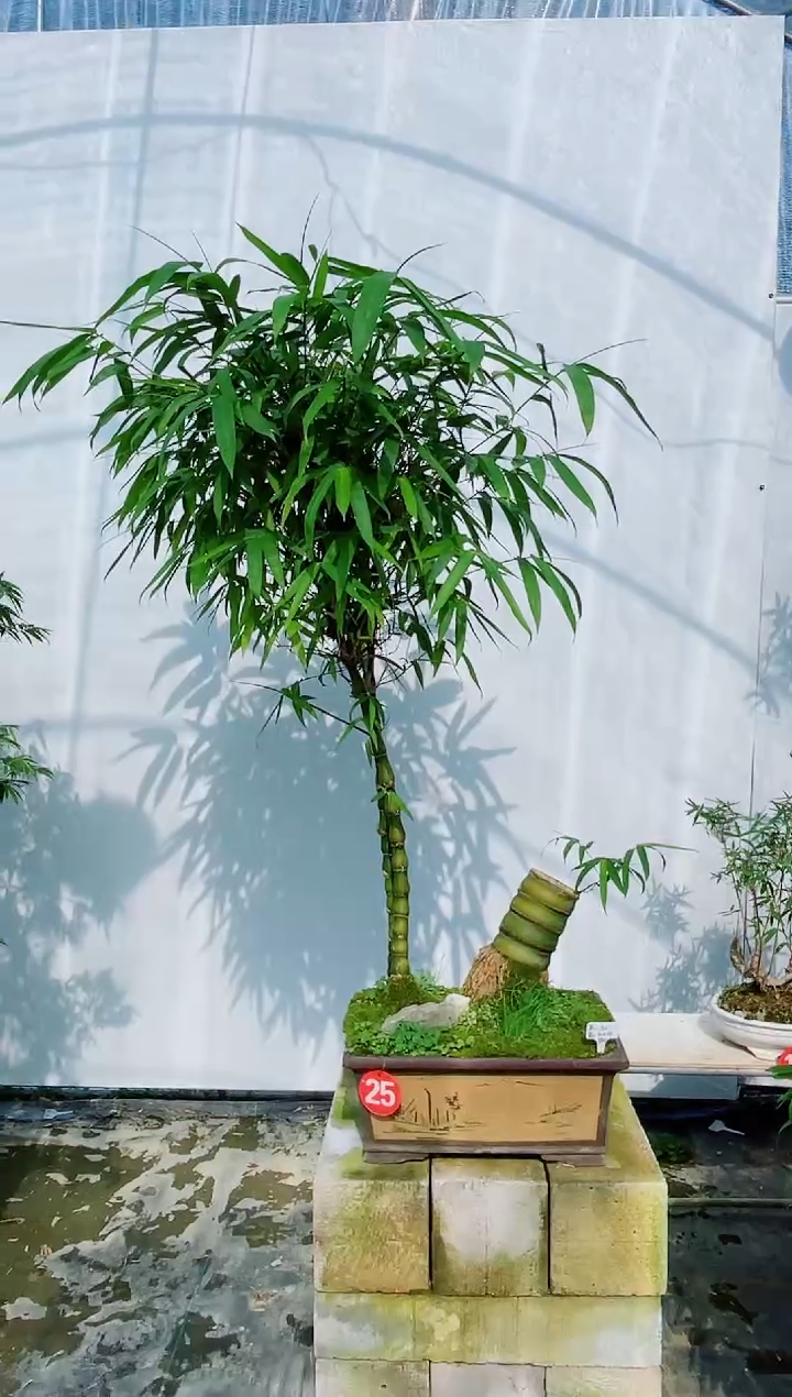 无花朵室内观赏竹盆景