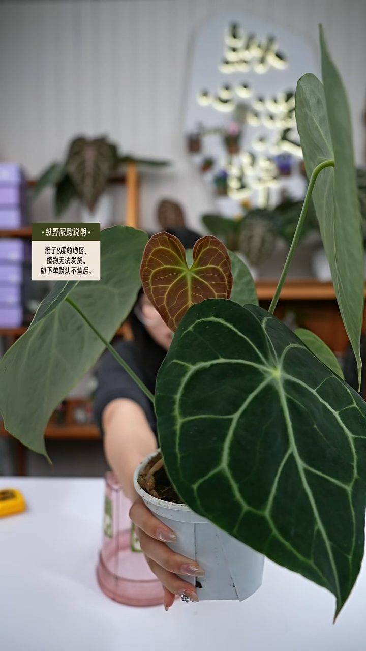 完全开放克莱恩Y82