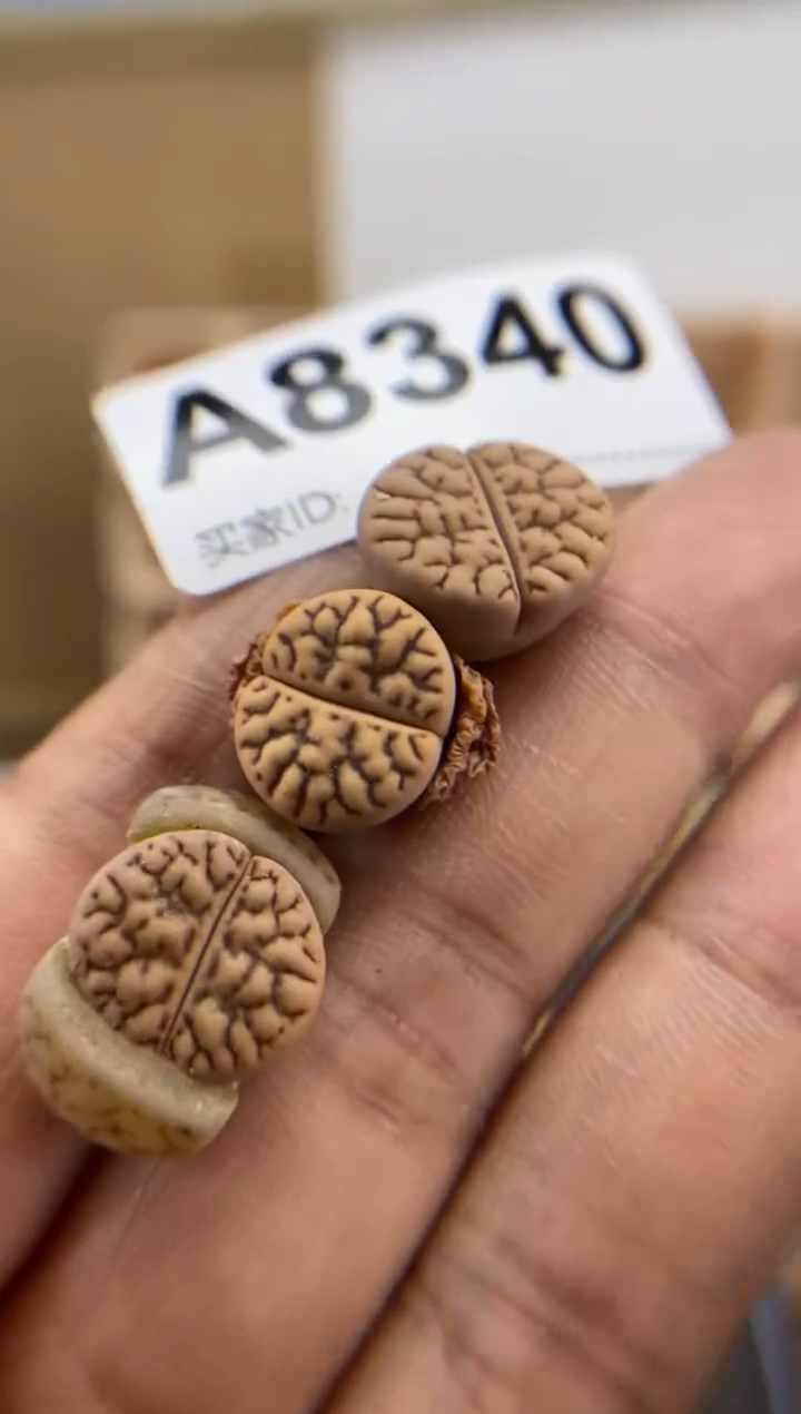 【闪购商品】8340直播一物一拍