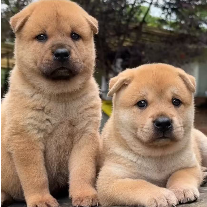 中华田园犬来福犬舍