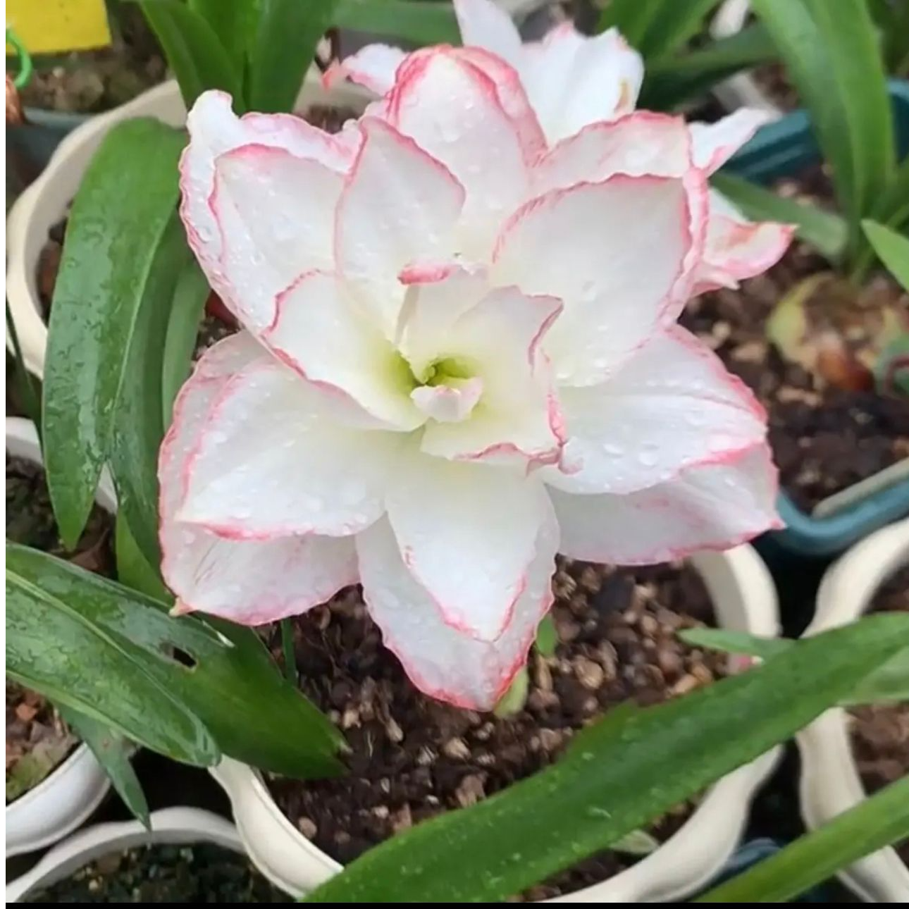 【西河】朱顶红种球5-6厘米