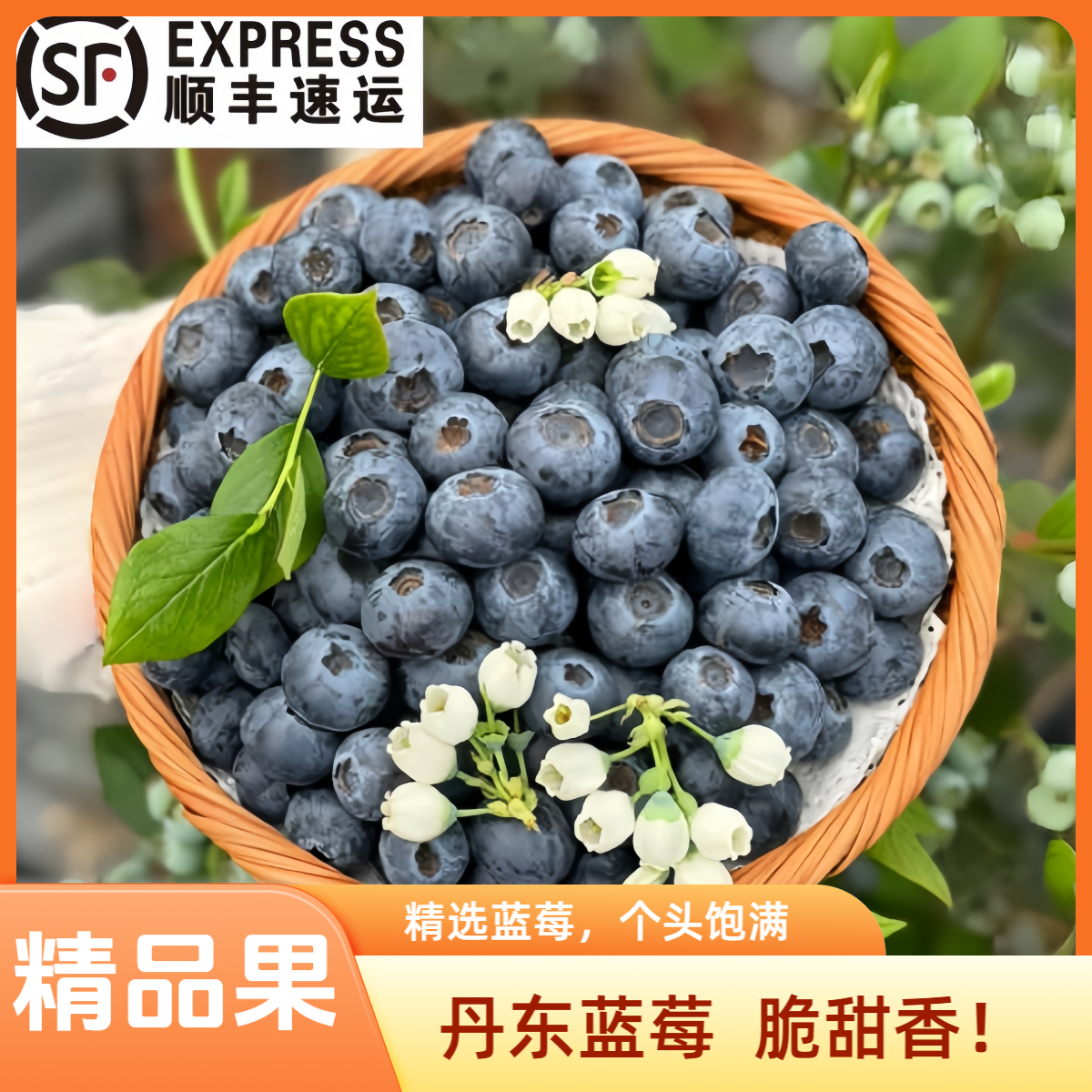 【超大果】15-18mm 丹东蓝莓孕妇孩子水果  现摘现发花青素 黑莓g