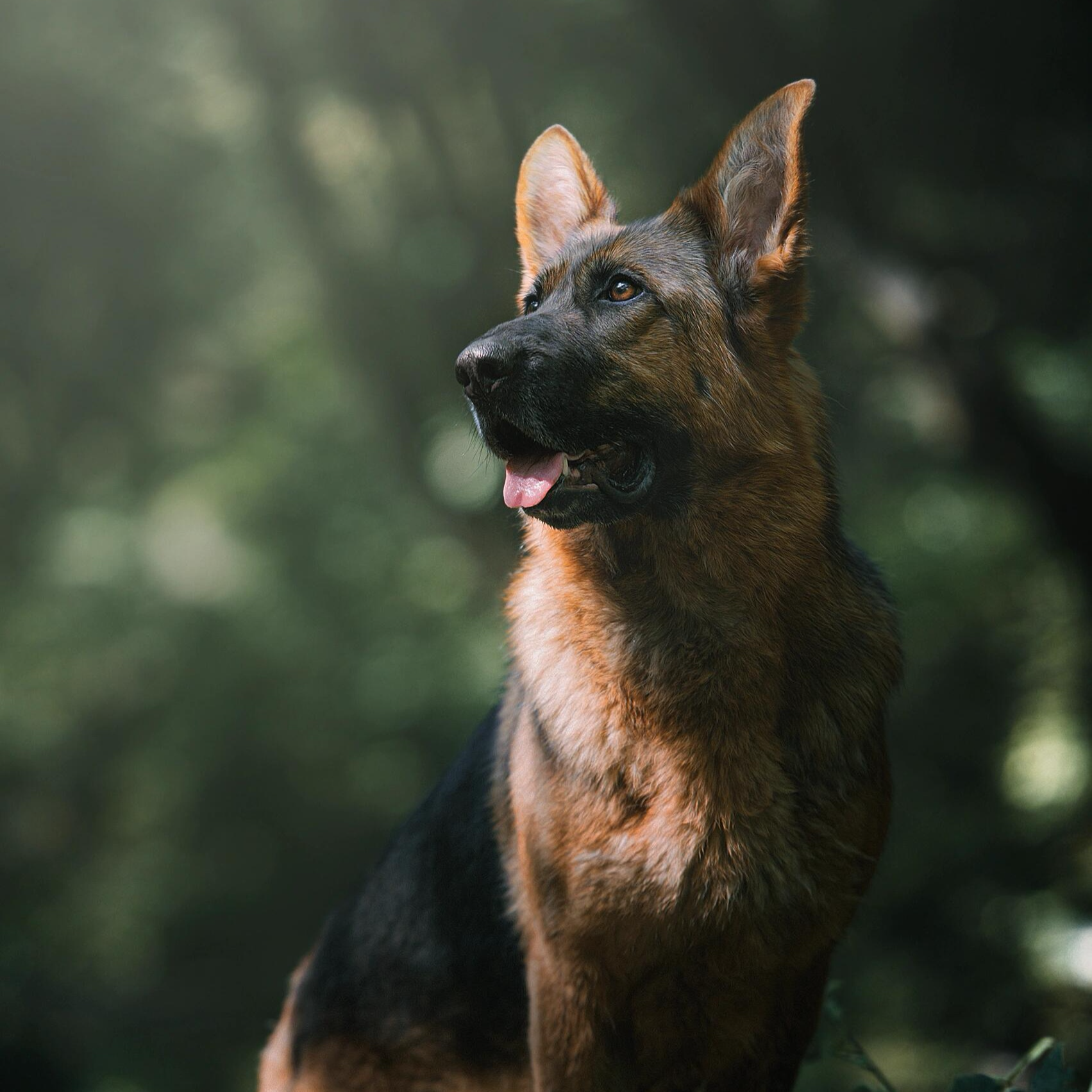 （嘉运德牧）T狗狗活体
