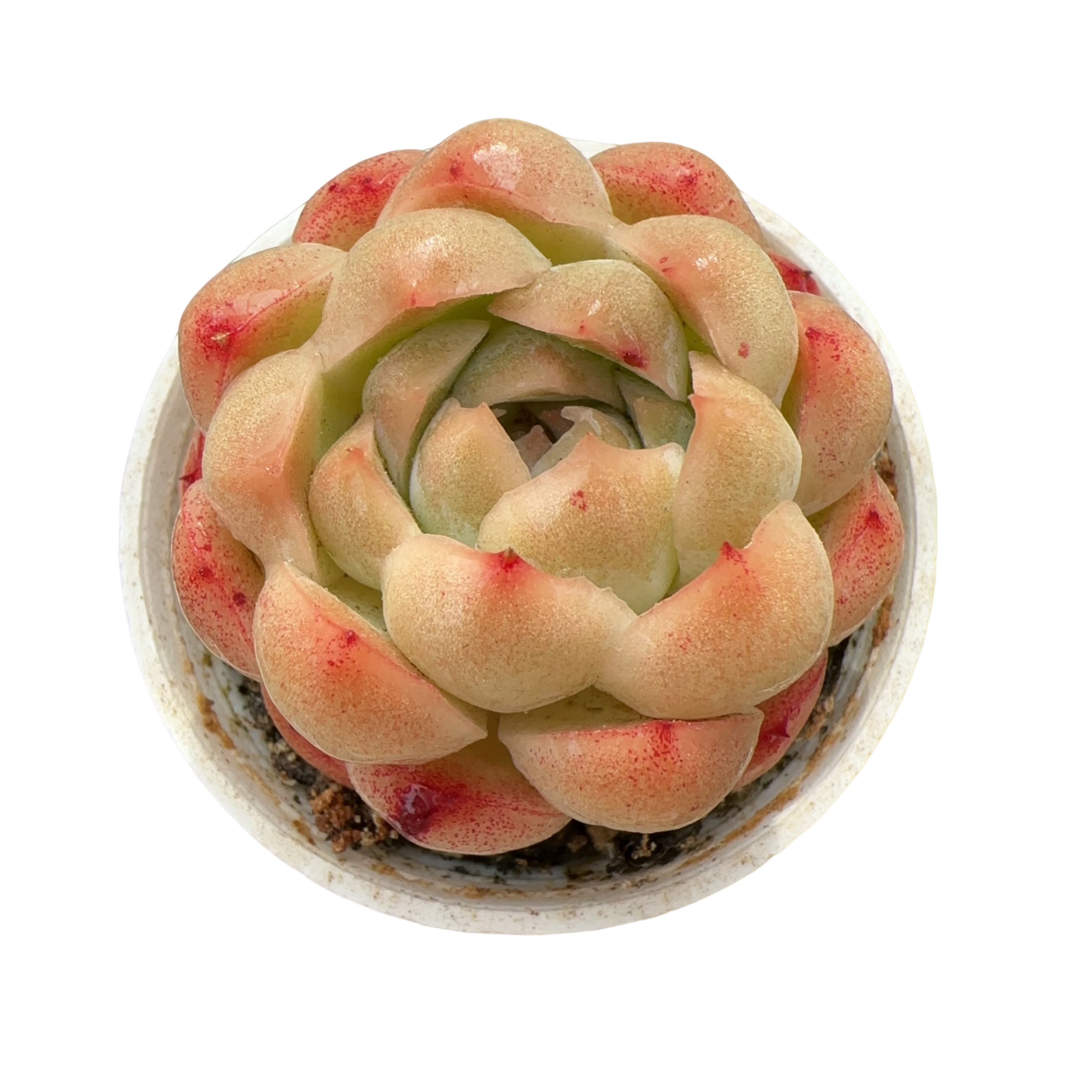 50#玄风单头（3.5cm）带盆土金先生精品多肉