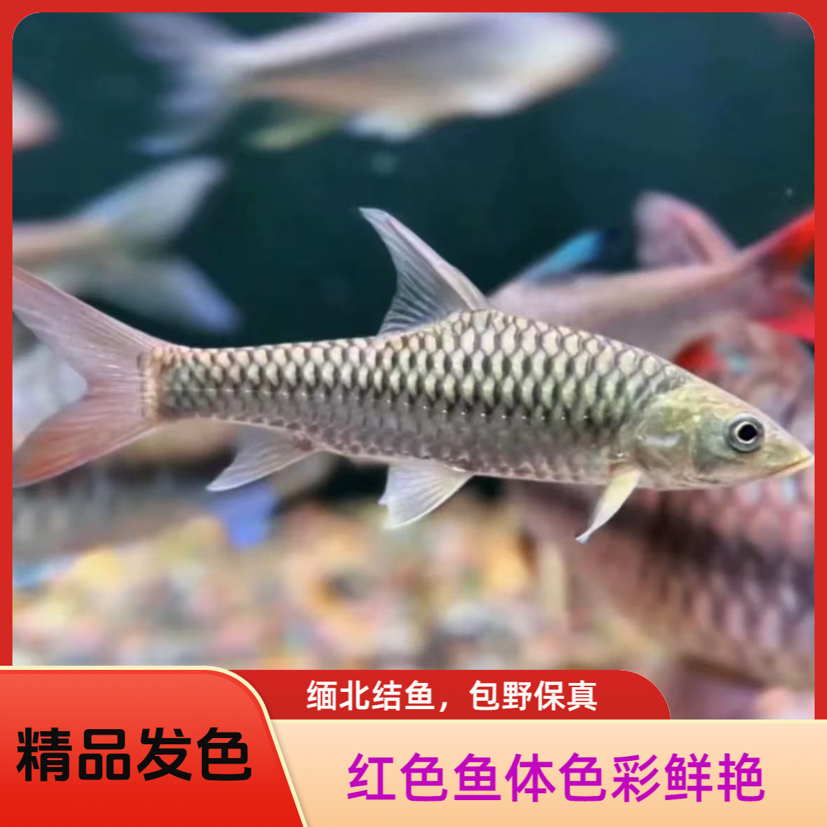 盈江结鱼蓝吉罗冷水原生淡水观赏鱼活体风水吉祥鱼