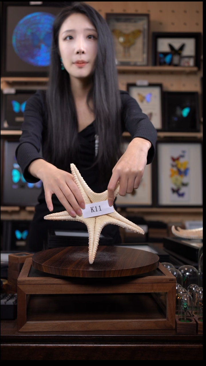 动物标本摆件竞拍k11