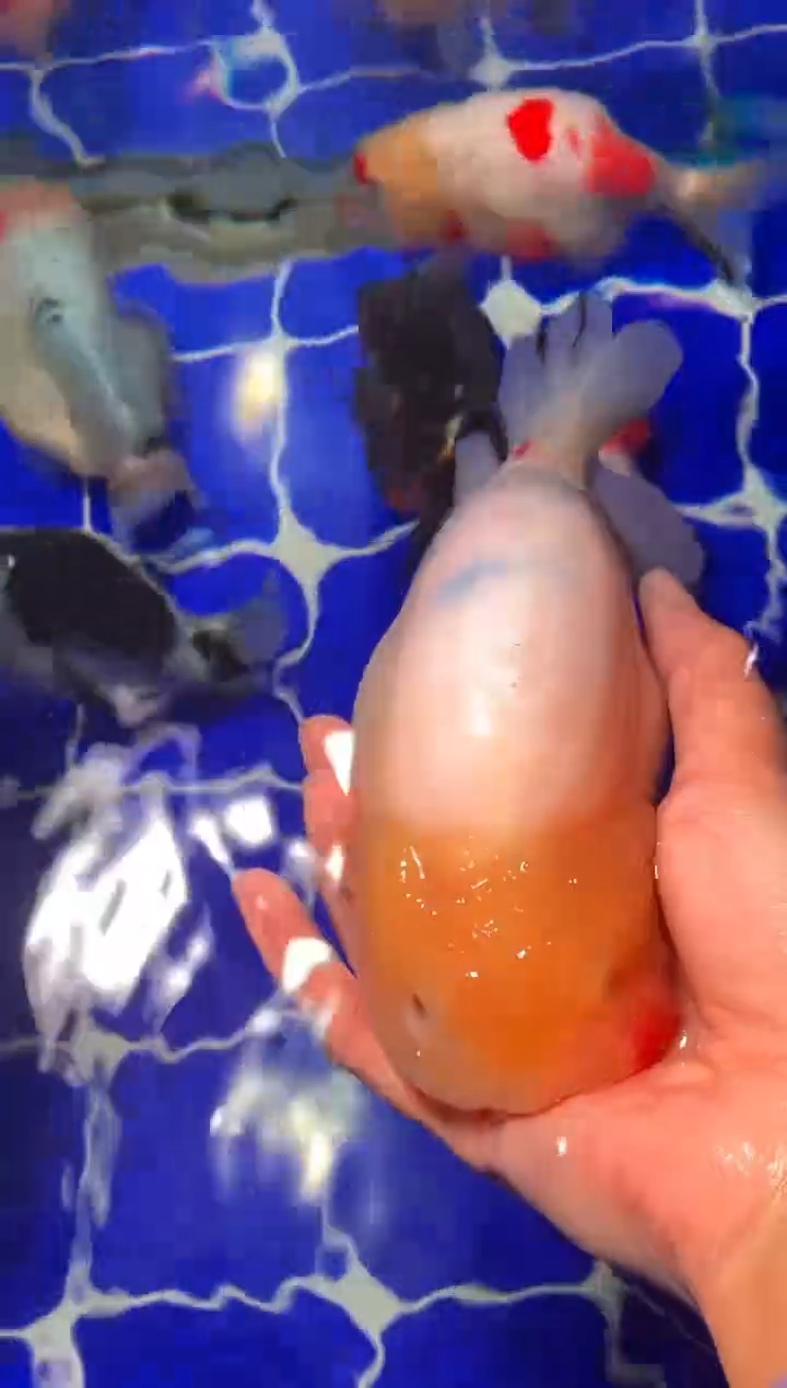 金鱼（运费到付，马印灯下展示）福州追鱼兰寿金鱼