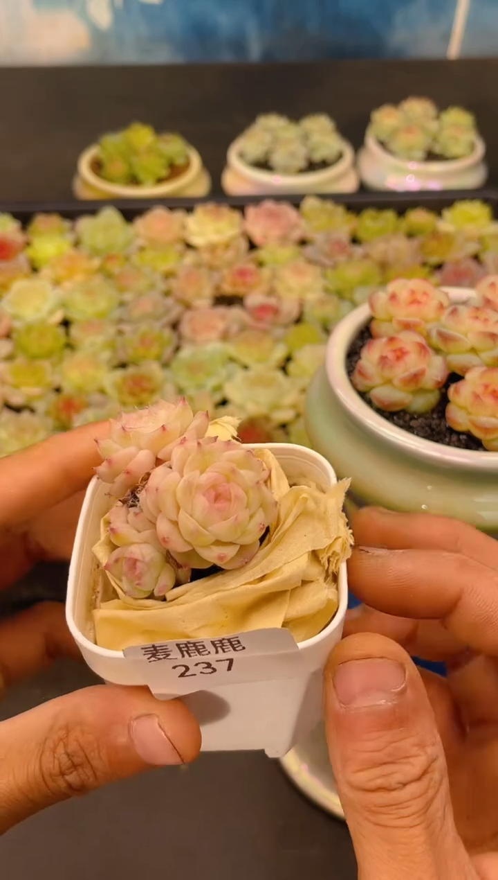 237孤品       一物一拍